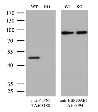 Knockout validation of the antibody to ensure bind the target