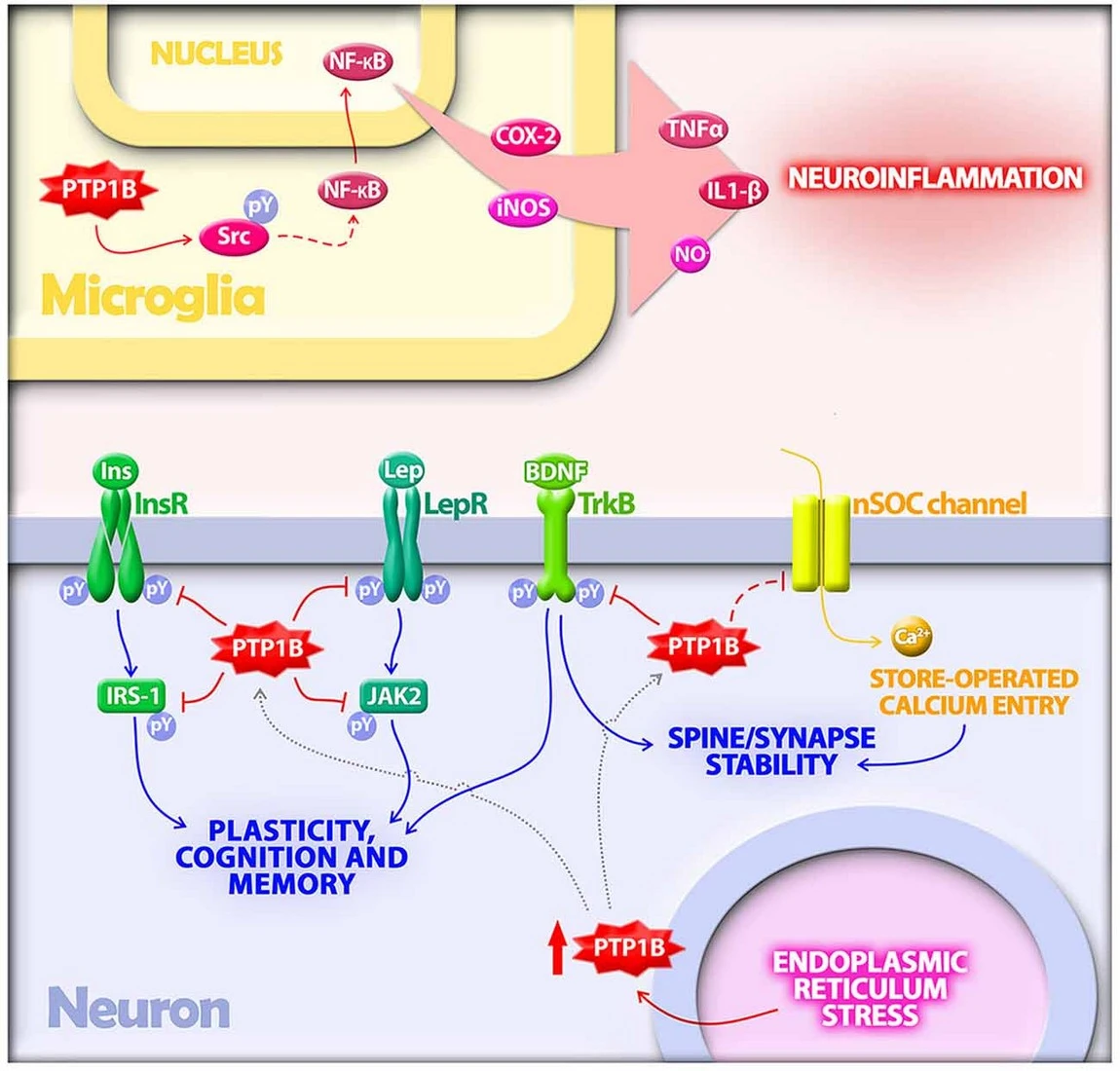 PTP1B regulates multiple mechanisms in the pathogenesis