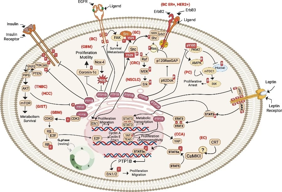 PTP1B regulates various cell signaling cascades