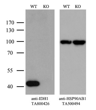 OriGene Antibody ta800426