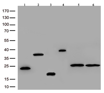 DDK Rabbit monoclonal antibody, recognizing both N- and C-terminal tags
