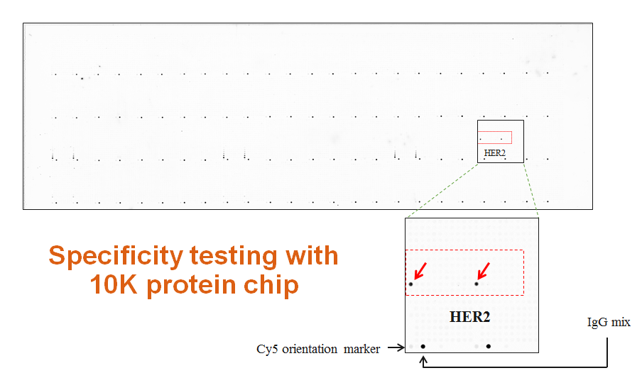anti-her2 validation with 10k protein chip